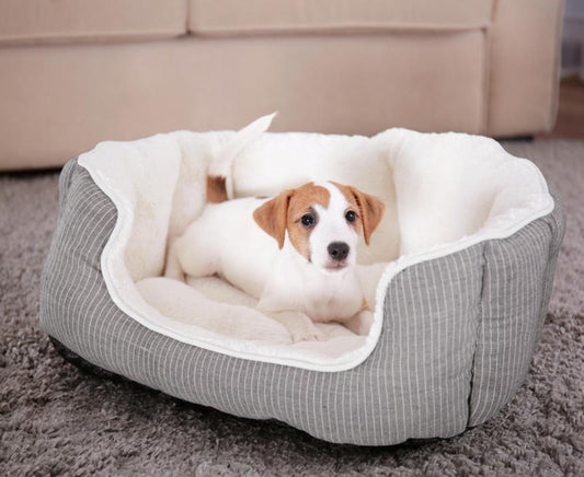 Answering all Your Questions About Dog Beds - City Mattress