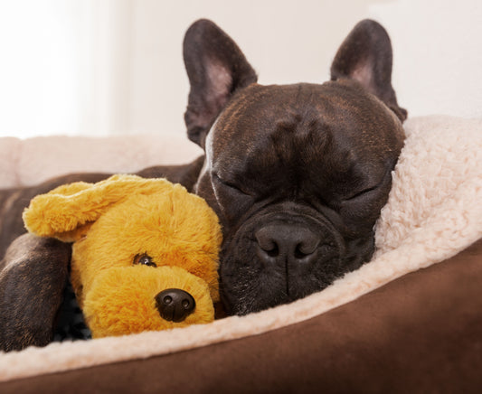 Calming Dog Beds: Do They Really Work? - City Mattress