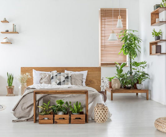 The 5 Best Plants for Your Bedroom - City Mattress