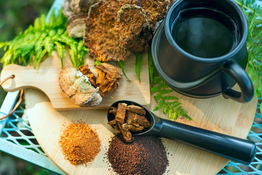 The Conk You Can Count On: Unveiling the Benefits of Chaga Mushrooms - City Mattress