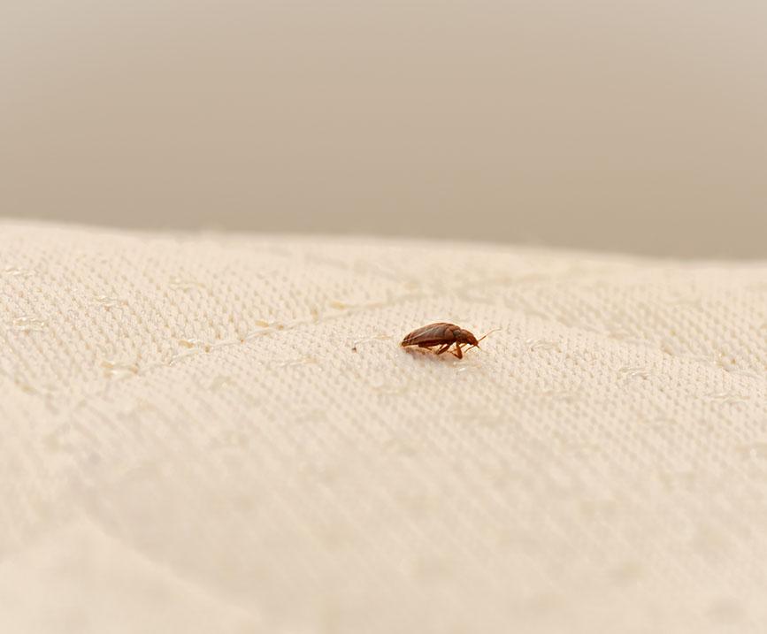Early Signs Of Bed Bugs On A Mattress And What To Do Next City