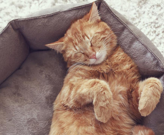 Why do Cats Sleep so Much? - City Mattress