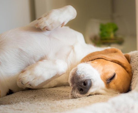 Why do Dogs Scratch Their Bed? - City Mattress