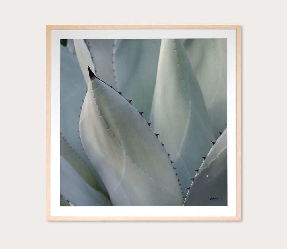 Black Tip Succulent Digital Print by Grand Image Home