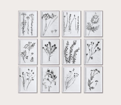 Contemporary Botanicals Prints Set of 12 by Uttermost