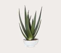 Uttermost Evarado Aloe Planter - White