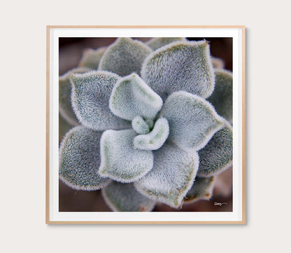 Fuzzy Succulent Digital Print by Grand Image Home