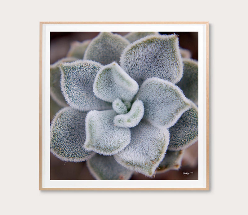Grand Image Fuzzy Succulent Digital Print - Image 1